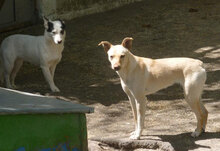 CHARA, Hund, Mischlingshund in Bulgarien - Bild 17
