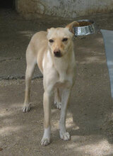 CHARA, Hund, Mischlingshund in Bulgarien - Bild 18