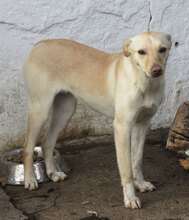 CHARA, Hund, Mischlingshund in Bulgarien - Bild 2