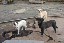 CHARA, Hund, Mischlingshund in Bulgarien - Bild 3