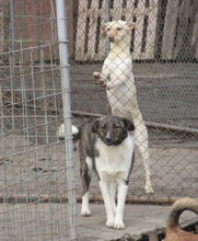 CHARA, Hund, Mischlingshund in Bulgarien - Bild 4