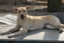 CHARA, Hund, Mischlingshund in Bulgarien - Bild 5