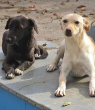 CHARA, Hund, Mischlingshund in Bulgarien - Bild 6