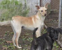 CHARA, Hund, Mischlingshund in Bulgarien - Bild 7