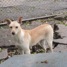 CHARA, Hund, Mischlingshund in Bulgarien - Bild 8