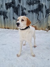 LONZO, Hund, Mischlingshund in Slowakische Republik - Bild 11