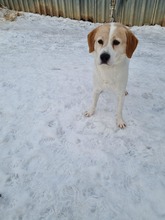 LONZO, Hund, Mischlingshund in Slowakische Republik - Bild 13