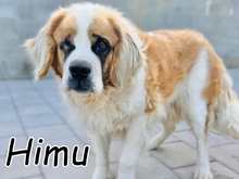 HIMU, Hund, Bernhardiner-Mix in Slowakische Republik - Bild 1