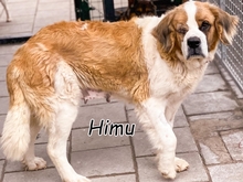 HIMU, Hund, Bernhardiner-Mix in Slowakische Republik - Bild 2