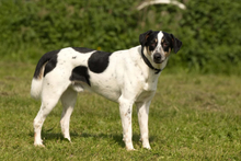 OREO, Hund, Mischlingshund in Portugal - Bild 1