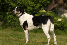 OREO, Hund, Mischlingshund in Portugal - Bild 3