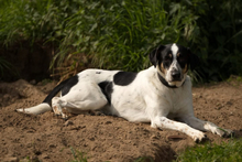 OREO, Hund, Mischlingshund in Portugal - Bild 4