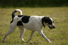 OREO, Hund, Mischlingshund in Portugal - Bild 5