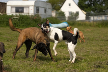OREO, Hund, Mischlingshund in Bad Oeynhausen - Bild 10