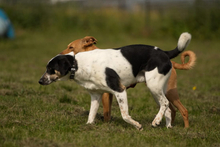 OREO, Hund, Mischlingshund in Bad Oeynhausen - Bild 11