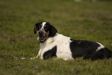 OREO, Hund, Mischlingshund in Bad Oeynhausen - Bild 2
