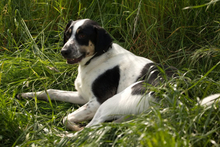 OREO, Hund, Mischlingshund in Bad Oeynhausen - Bild 7