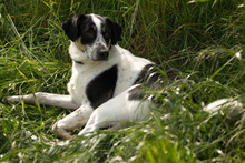 OREO, Hund, Mischlingshund in Duisburg - Bild 8