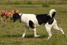 OREO, Hund, Mischlingshund in Bad Oeynhausen - Bild 9