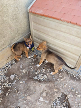 FIETE, Hund, Mischlingshund in Portugal - Bild 8