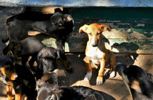 VANI, Hund, Mischlingshund in Bulgarien - Bild 10