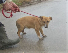 VANI, Hund, Mischlingshund in Bulgarien - Bild 2