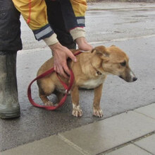 VANI, Hund, Mischlingshund in Bulgarien - Bild 3