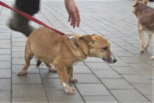 VANI, Hund, Mischlingshund in Bulgarien - Bild 4