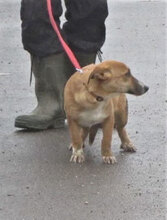 VANI, Hund, Mischlingshund in Bulgarien - Bild 5