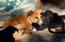 VANI, Hund, Mischlingshund in Bulgarien - Bild 9