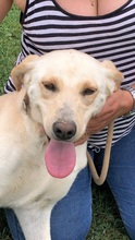 MASHA, Hund, Mischlingshund in Italien - Bild 1