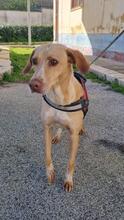 OLIVIA, Hund, Labrador-Mix in Italien - Bild 5