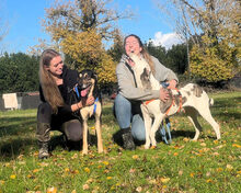 PALO, Hund, Mischlingshund in Italien - Bild 20