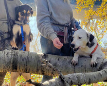 PALO, Hund, Mischlingshund in Italien - Bild 21