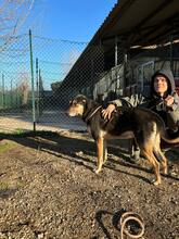 PALO, Hund, Mischlingshund in Italien - Bild 3