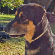PALO, Hund, Mischlingshund in Italien - Bild 7