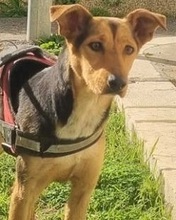 ZAMPETTA, Hund, Mischlingshund in Italien
