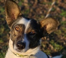 TERKA, Hund, Mischlingshund in Slowakische Republik - Bild 1