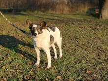 TERKA, Hund, Mischlingshund in Slowakische Republik - Bild 6
