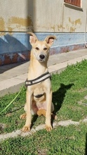 SULLA, Hund, Mischlingshund in Italien - Bild 2