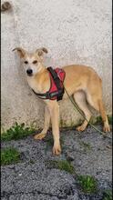 SULLA, Hund, Mischlingshund in Italien - Bild 3