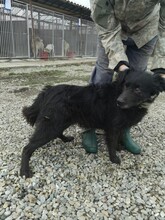 ANUJ, Hund, Mudi in Rumänien - Bild 2