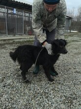 ANUJ, Hund, Mudi in Rumänien - Bild 4