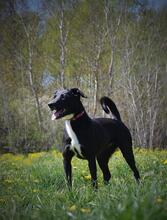 TINKA, Hund, Mischlingshund in Slowakische Republik - Bild 4