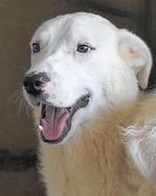 TIBURZIO, Hund, Mischlingshund in Italien