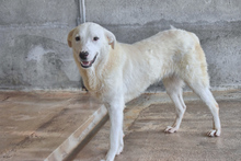 TIBURZIO, Hund, Mischlingshund in Italien - Bild 2