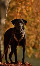 SASKE, Hund, Labrador-Dobermann-Mix in Köln