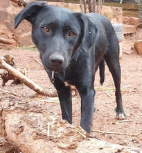 ASLAND, Hund, Labrador-Mix in Spanien - Bild 8