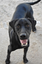 ASLAN, Hund, Labrador-Mix in Nordstemmen - Bild 10
