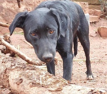 ASLAN, Hund, Labrador-Mix in Nordstemmen - Bild 12